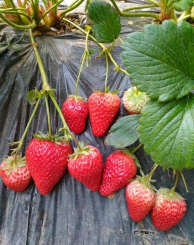 全明星草莓苗抗病能力强