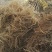 猕猴桃苗0.6~0.8cm70~90cm嫁接苗