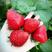 甜查理草莓苗20到30公分产量高