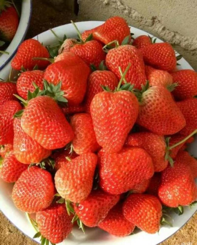 甜查理草莓苗20到30公分产量高