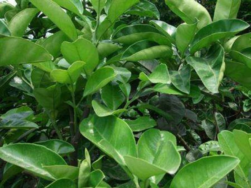 塔罗科血橙苗50~80cm