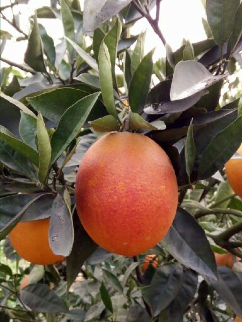塔罗科血橙苗50~80cm