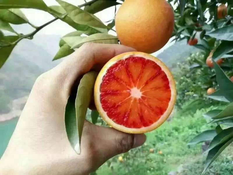 塔罗科血橙苗50~80cm