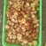 松蘑一级