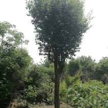 山东省枣庄市供应木瓜树20~30cm，全部是移植熟货。