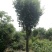 山东省枣庄市供应木瓜树20~30cm，全部是移植熟货。
