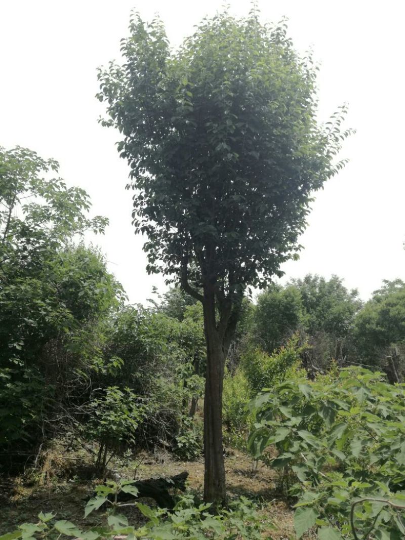 山东省枣庄市供应木瓜树20~30cm，全部是移植熟货。