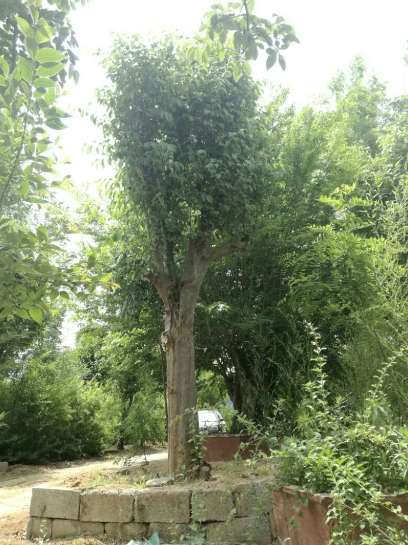 山东省枣庄市供应木瓜树20~30cm，全部是移植熟货。