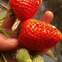 丰香草莓苗，脱毒草莓苗，预定价格