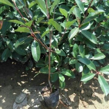 南京红叶石楠小苗，石楠杯苗红叶石楠苗40~50cm高度