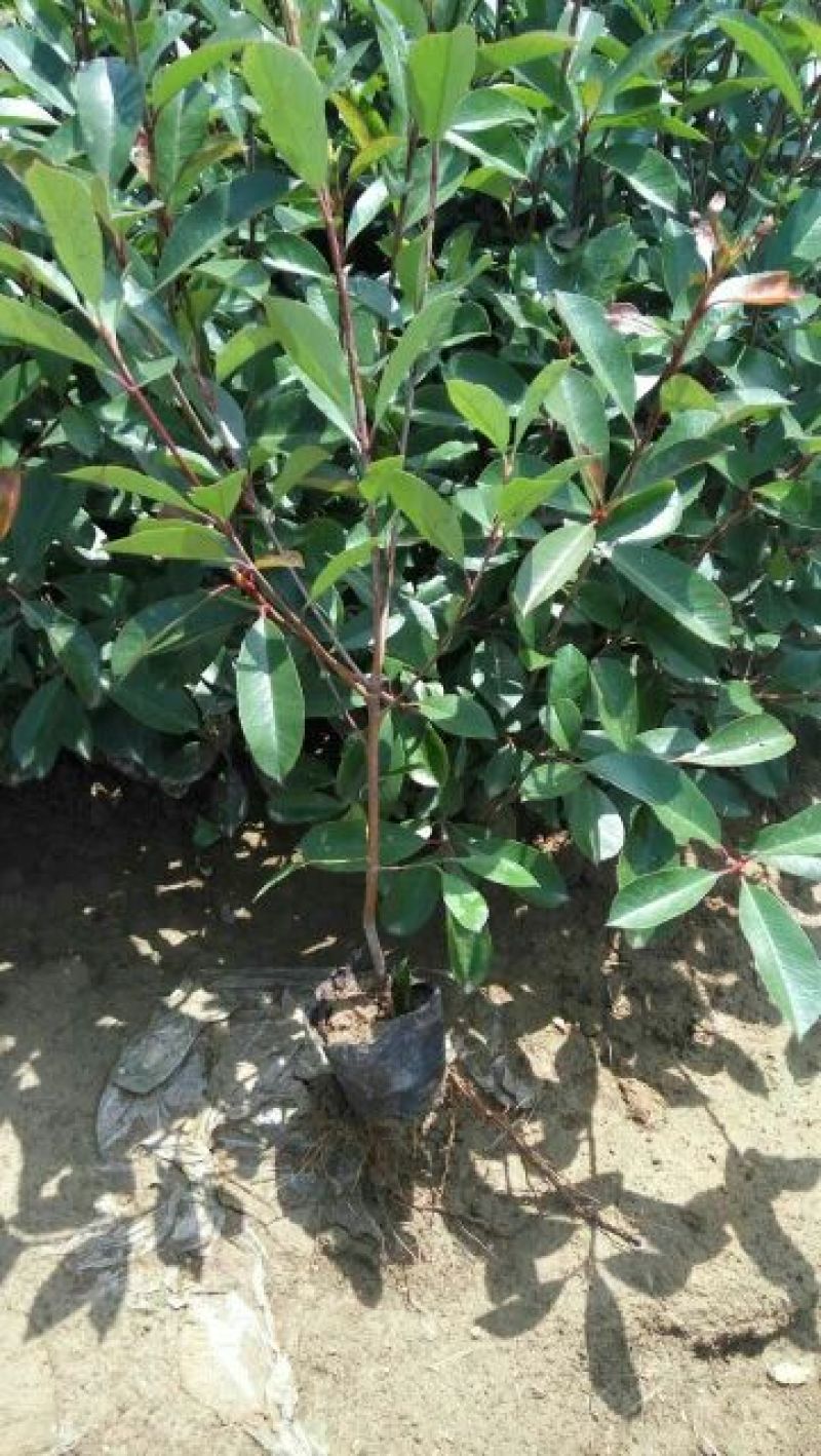 南京红叶石楠小苗，石楠杯苗红叶石楠苗40~50cm高度