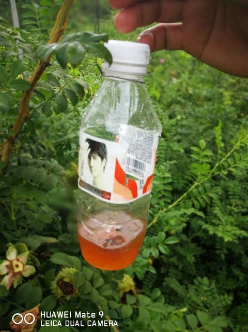 刺梨鲜
