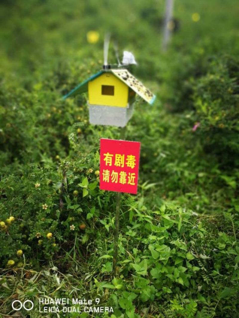 刺梨鲜