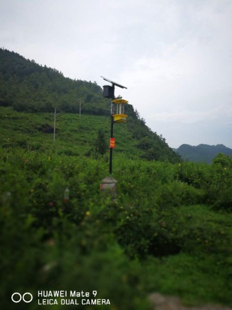 刺梨鲜