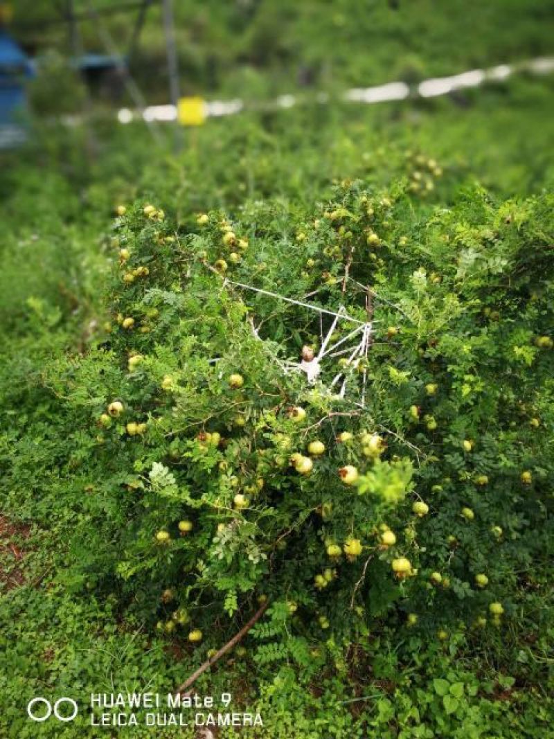 刺梨鲜