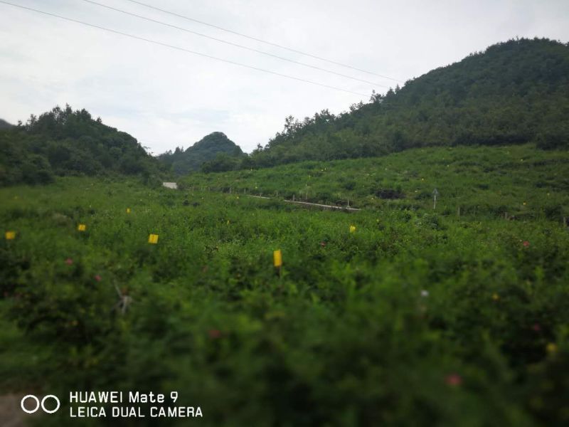 刺梨鲜