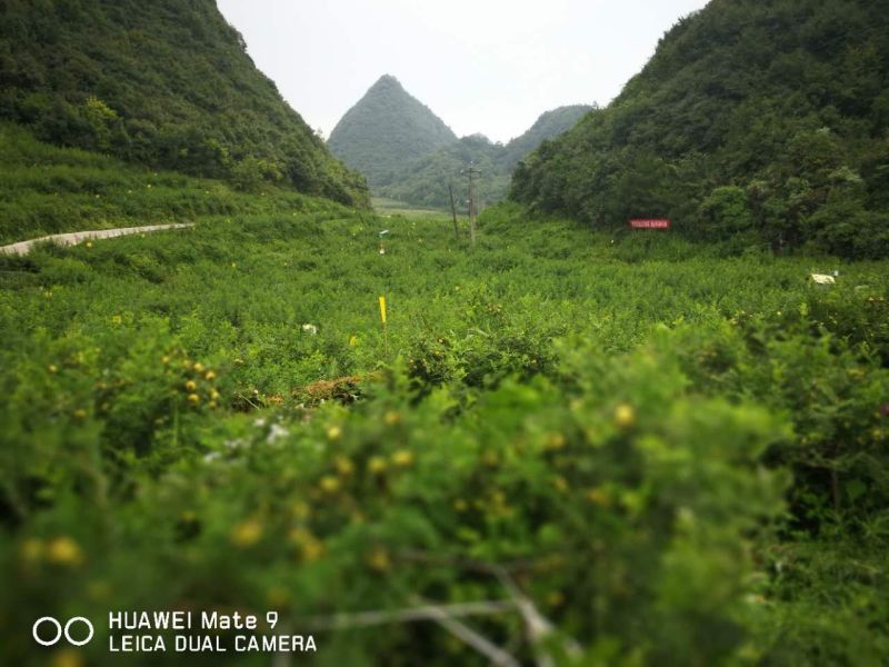 刺梨鲜