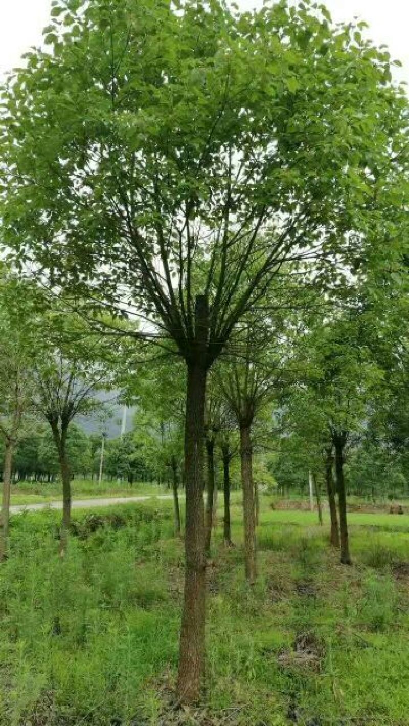 香樟10公分，12公分，15公分，20公分香樟价格