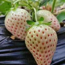 小白草莓苗京香小白，桃熏小白品种纯