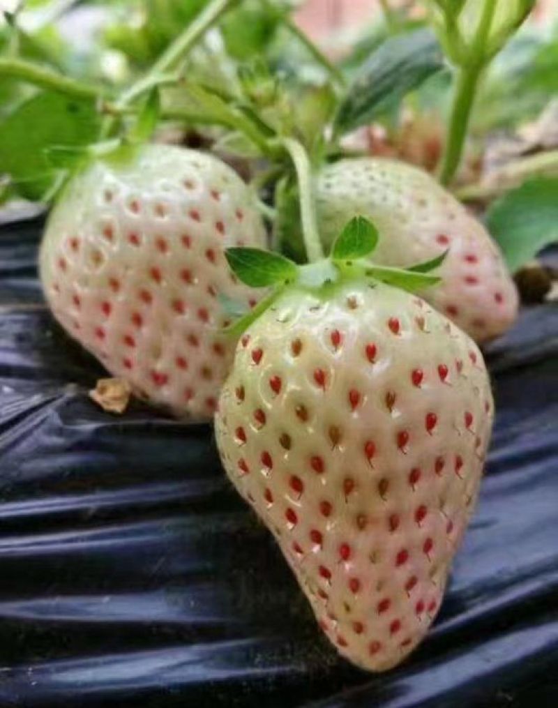 小白草莓苗京香小白，桃熏小白品种纯