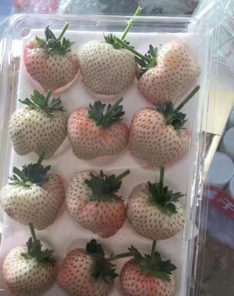 小白草莓苗京香小白，桃熏小白品种纯