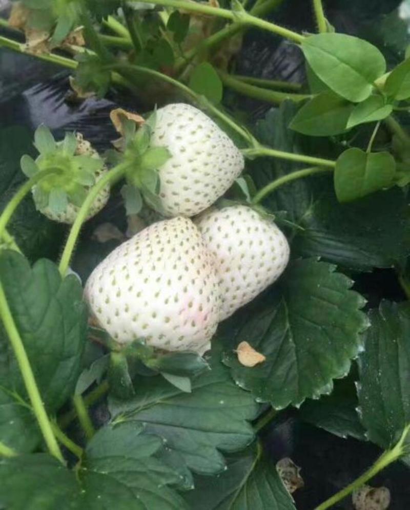 小白草莓苗京香小白，桃熏小白品种纯