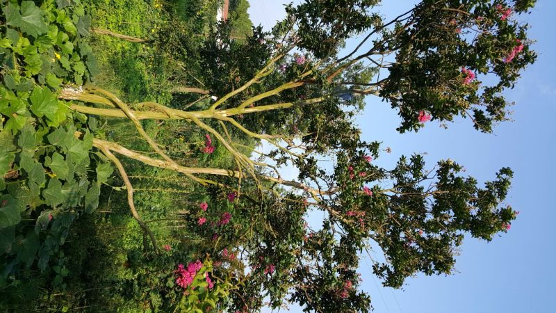 四川紫薇20cm以上4米以上3米以上