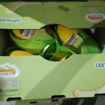 黄蛋哈密瓜2斤以上椭圆形
