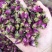 药用玫瑰花甘肃苦水无硫玫瑰花茶