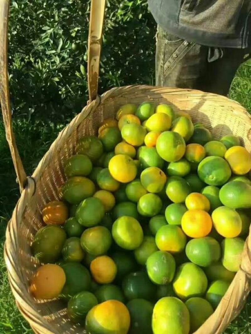 特早蜜桔。皮溥味甜多汁多肉无核蜜桔。果园直销无中介。