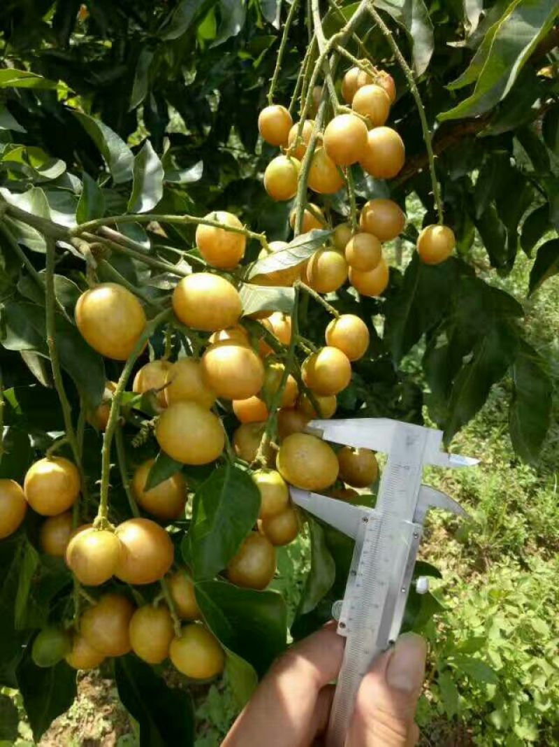 黄皮果苗30~50cmcm