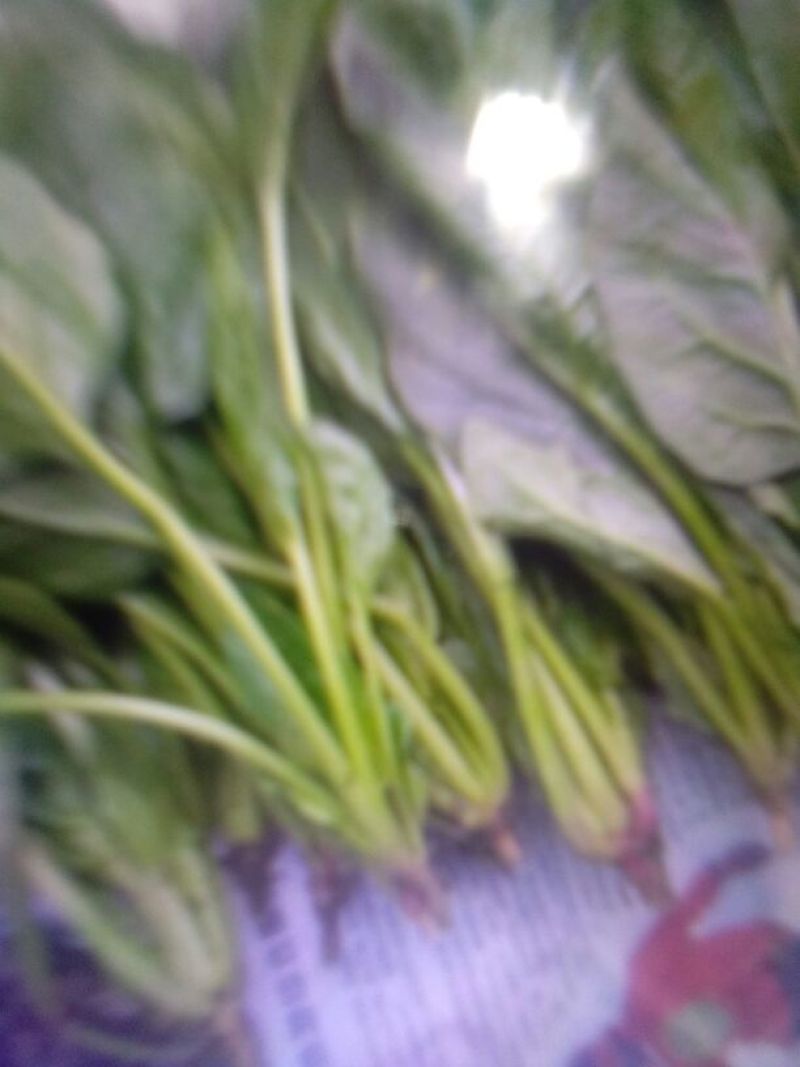 黑叶菠菜15~20厘米