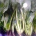 黑叶菠菜15~20厘米