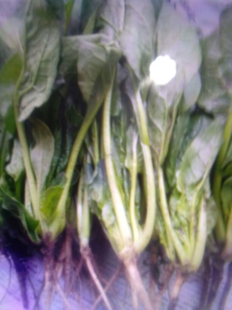 黑叶菠菜15~20厘米