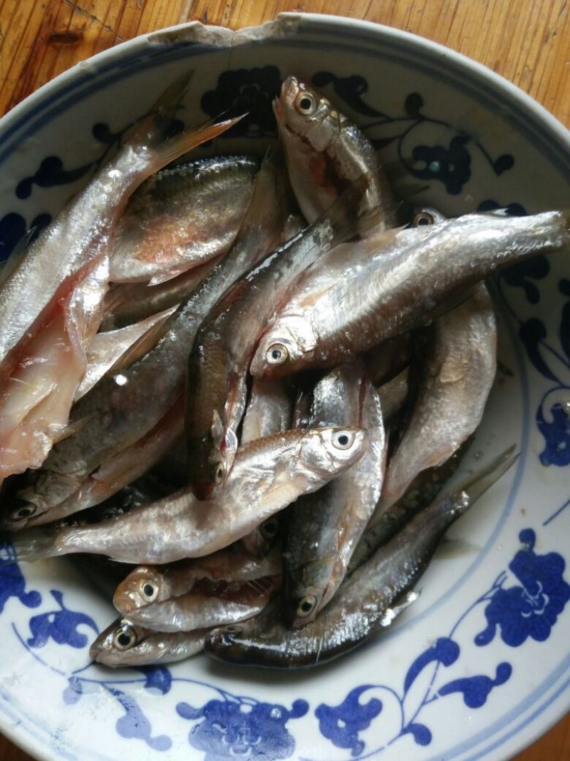 白条鱼
