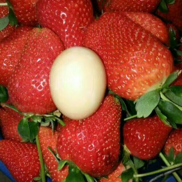 红颜草莓苗保证成活率