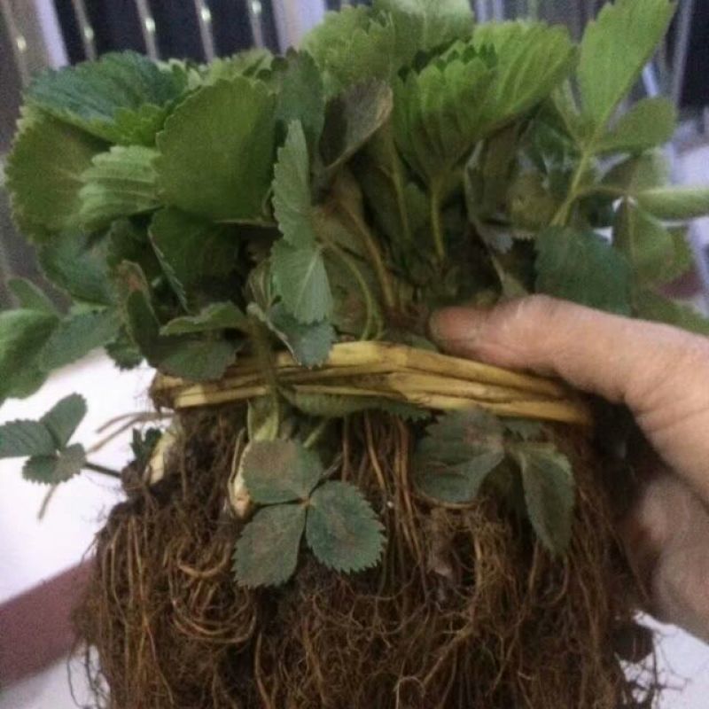 红颜草莓苗保证成活率