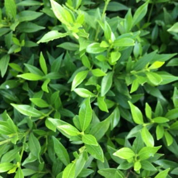 小叶栀花，2cm以下4cm以下0.5米以下