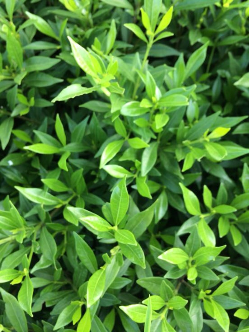小叶栀花，2cm以下4cm以下0.5米以下