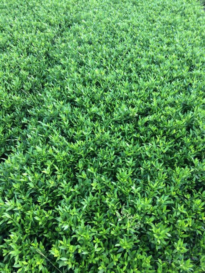小叶栀花，2cm以下4cm以下0.5米以下
