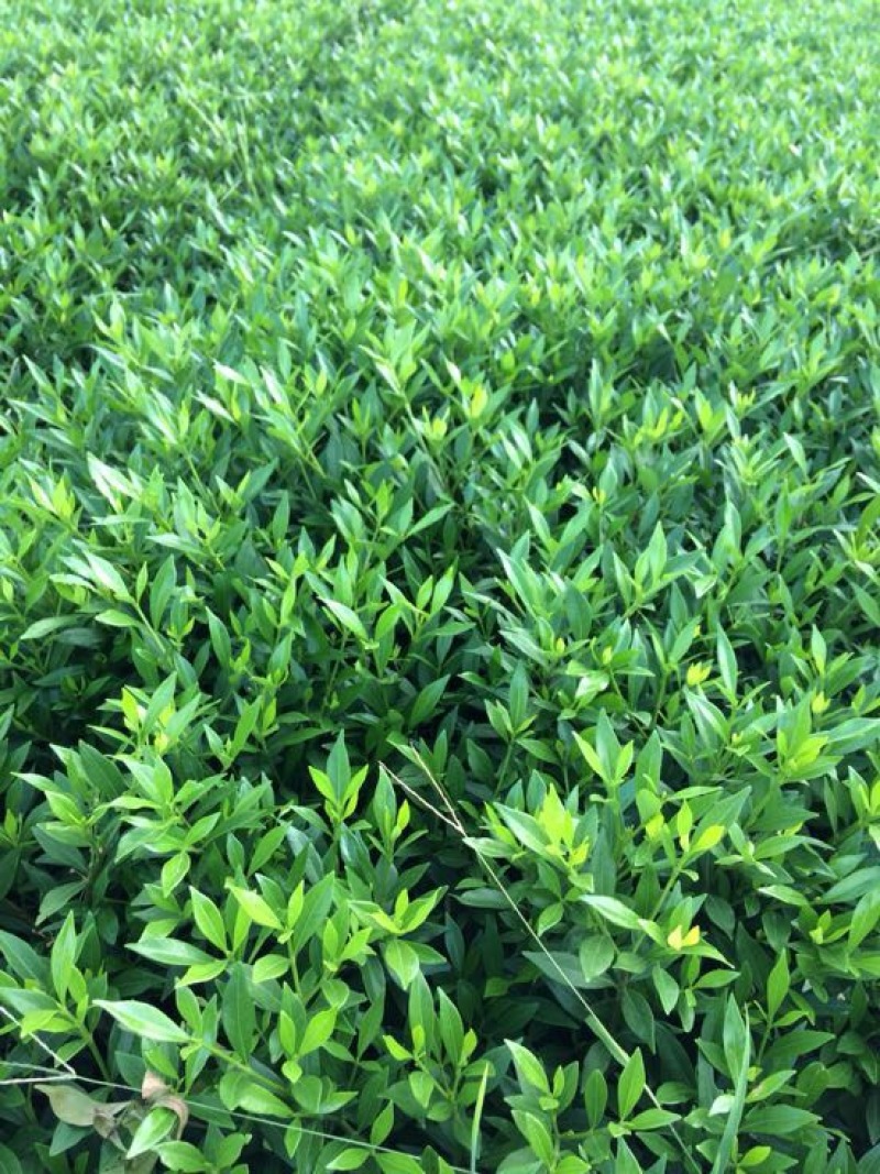 小叶栀花，2cm以下4cm以下0.5米以下