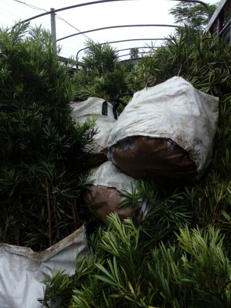 小叶罗汉松苗80cm以上