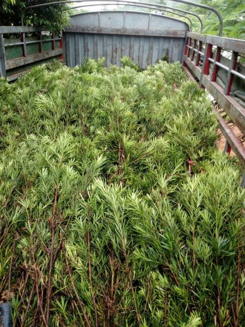 小叶罗汉松苗80cm以上
