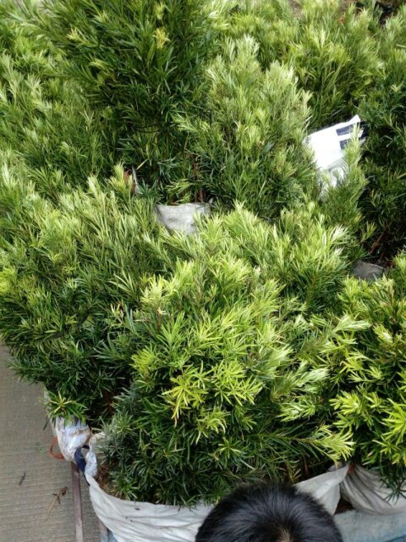 小叶罗汉松苗80cm以上