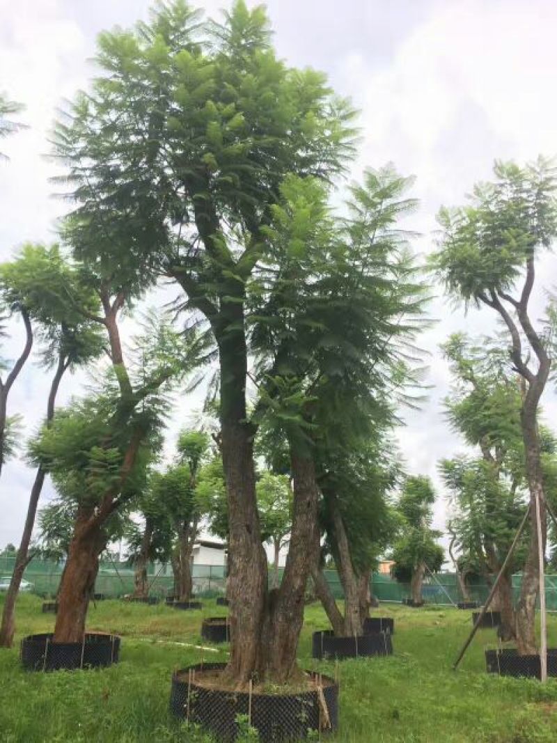 蓝花楹5~8m