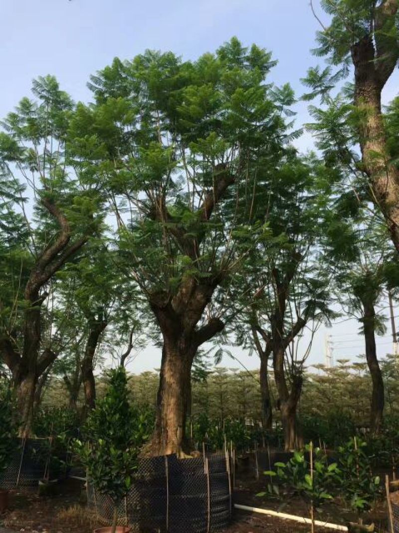 蓝花楹5~8m