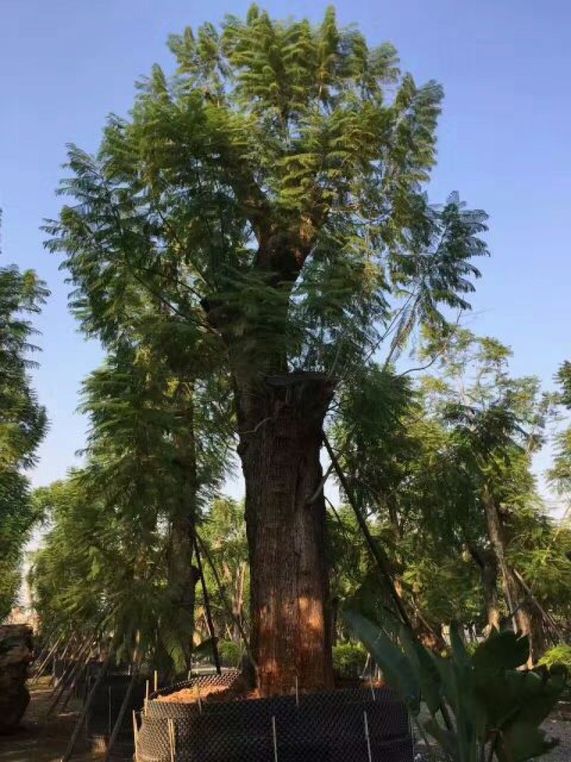 蓝花楹5~8m