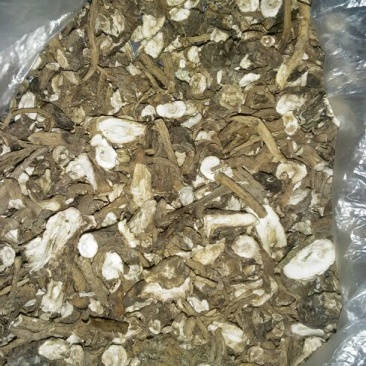 蒲公英根