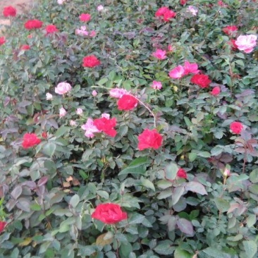 大花月季30~40cm