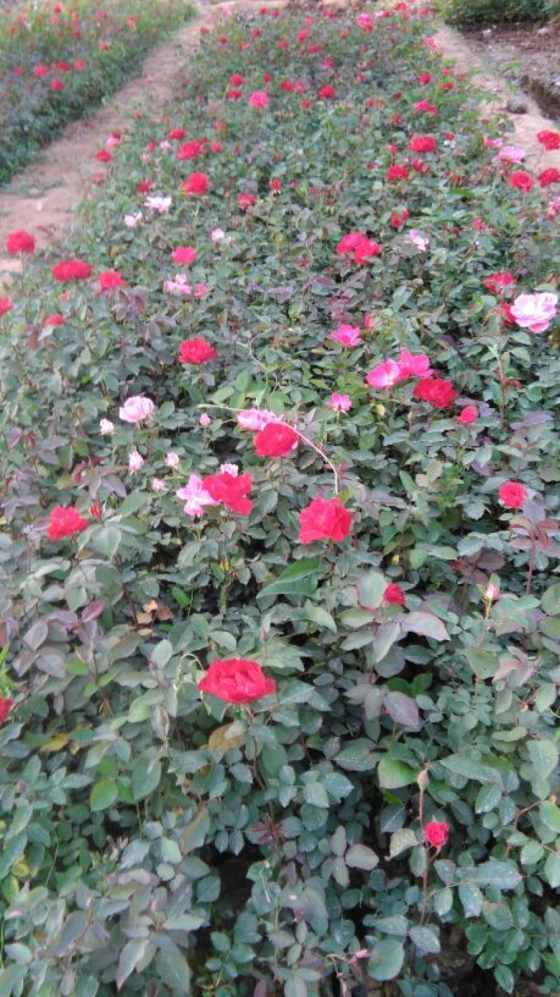 大花月季30~40cm